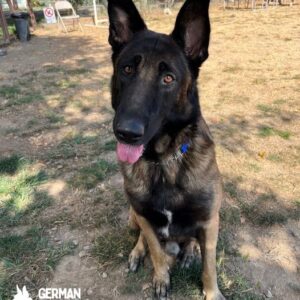 Belgian Malinois German Shepherd Mix