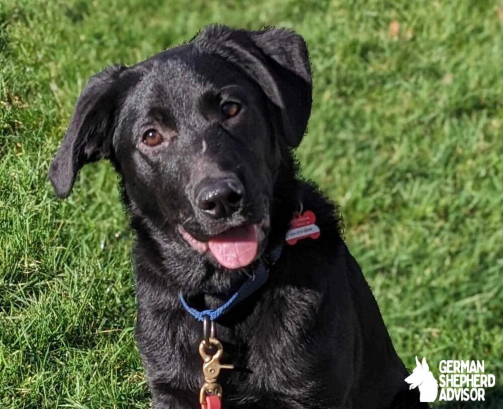 Black Lab German Shepherd mix is looking at the camera