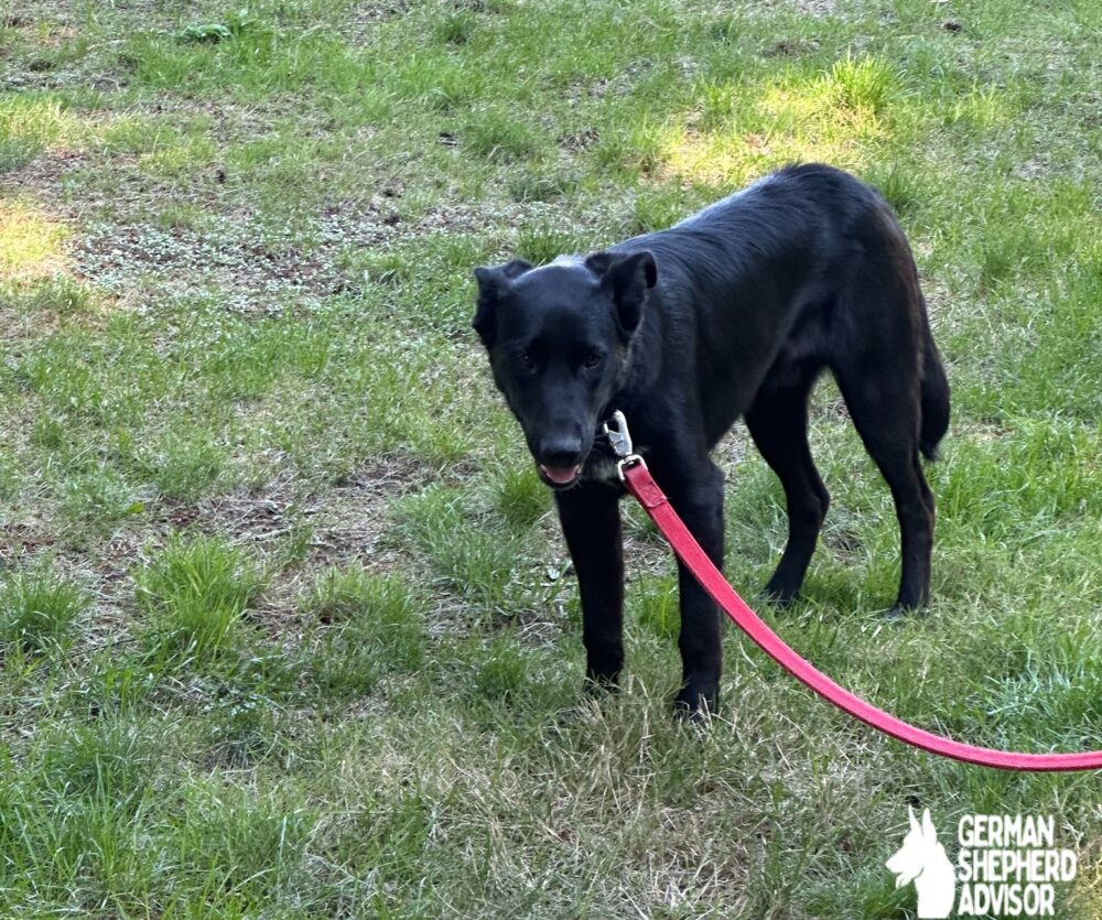 Black Lab German Shepherd mix dog is standing on grass