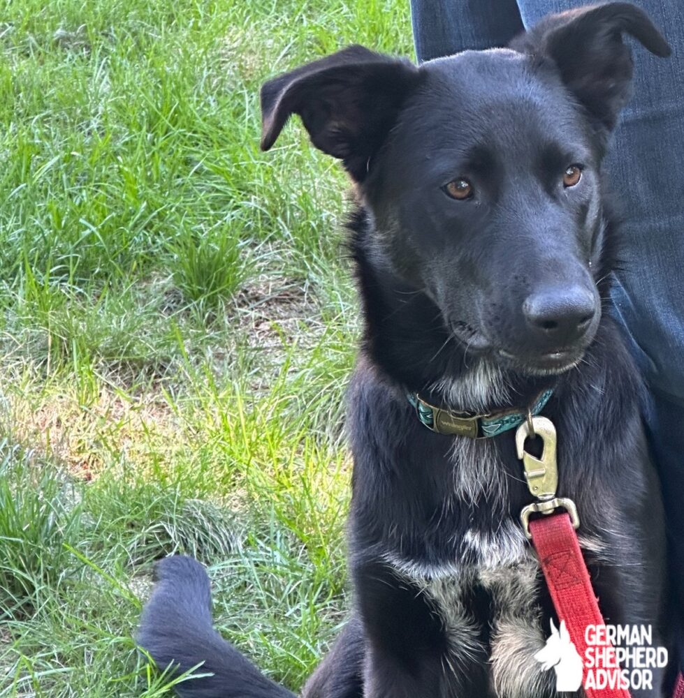 Black Lab German Shepherd mix dog photo