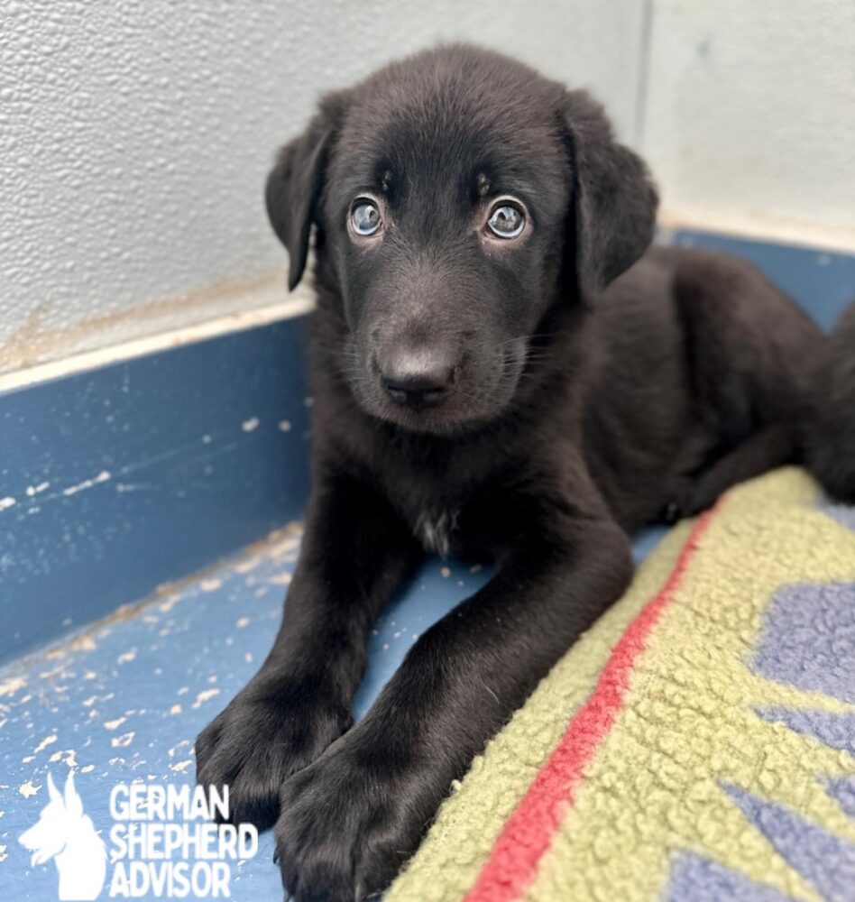 Black Lab German Shepherd mix puppy