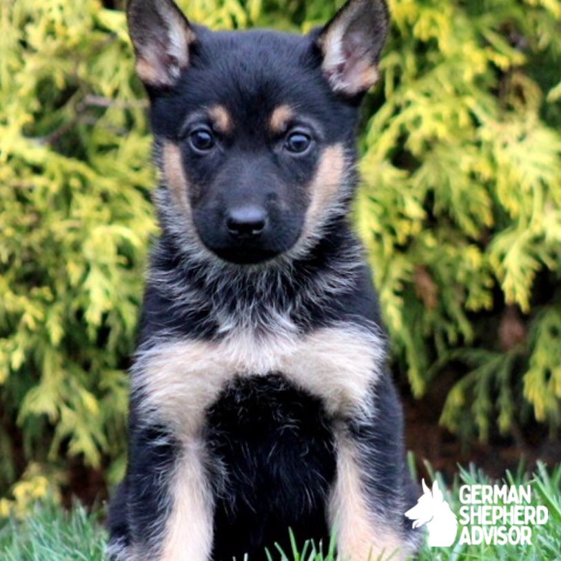 Border Collie German Shepherd Mix puppy