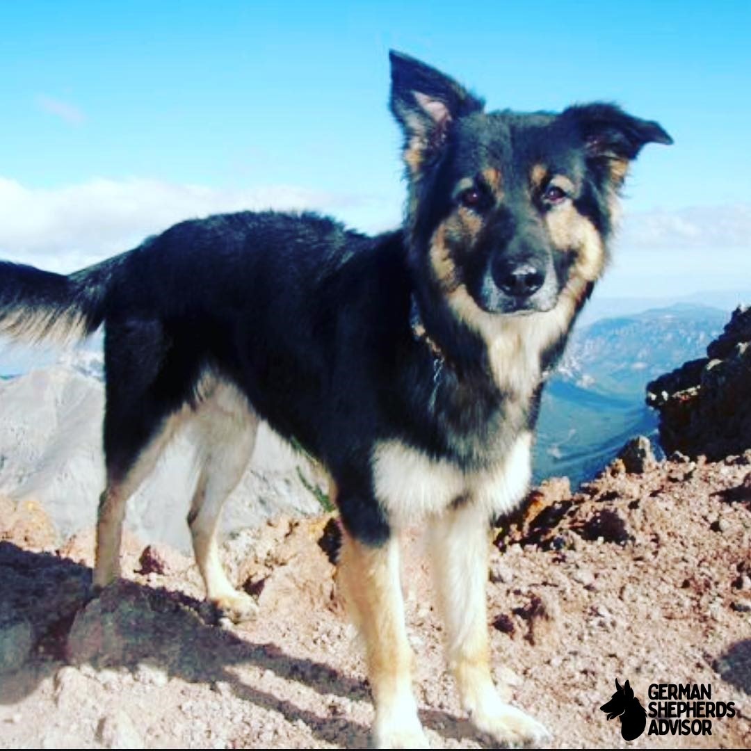 Border Collie German Shepherd Mix