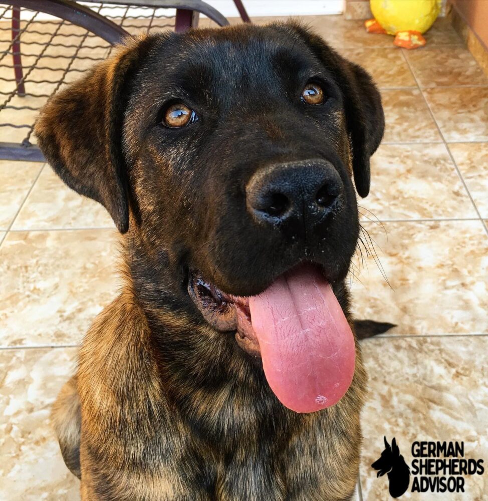 Cane Corso German Shepherd Mix dog