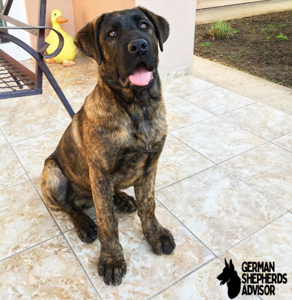 Cane Corso German Shepherd Mix look like