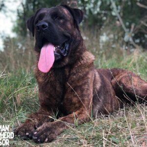 Cane Corso German Shepherd mix