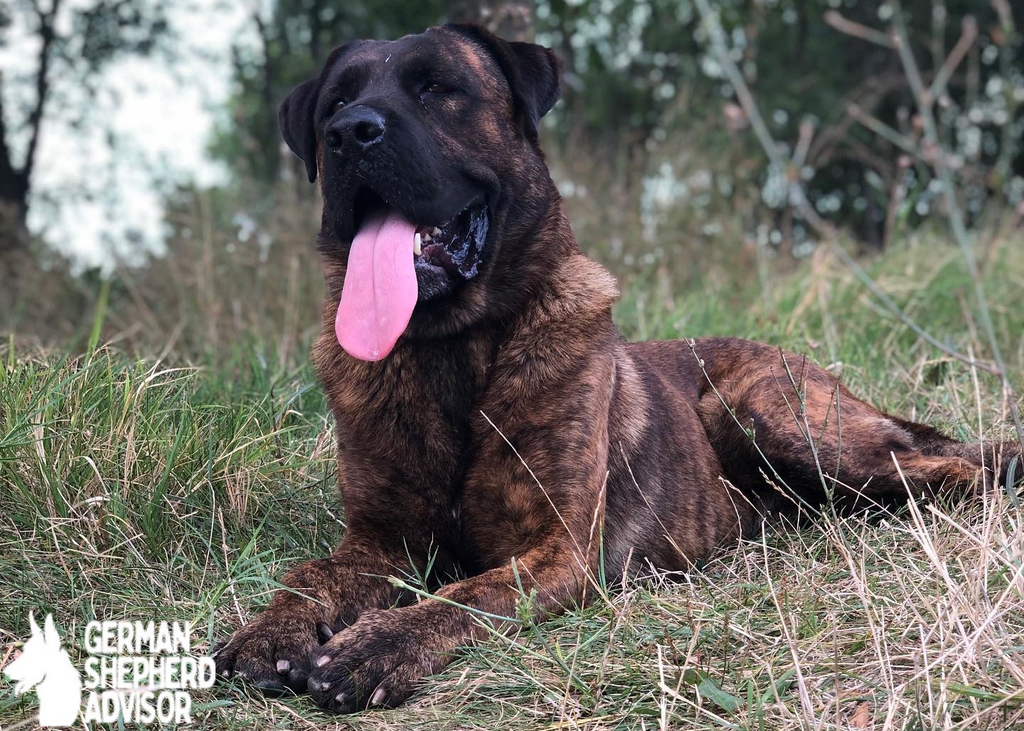 Cane Corso German Shepherd mix