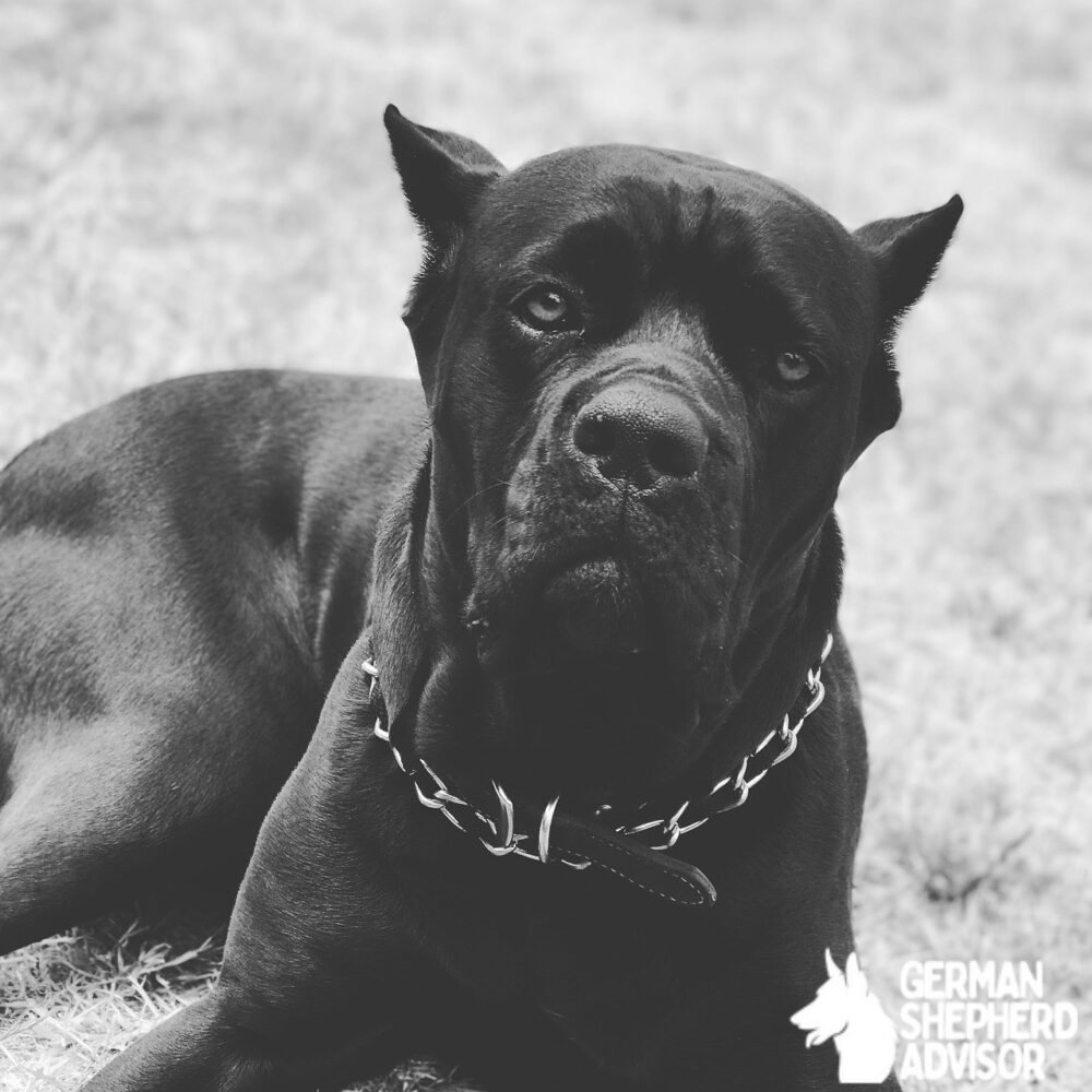 Cane Corso dog