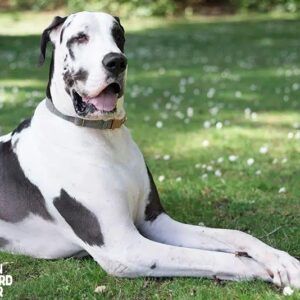 Do Great Danes Shed