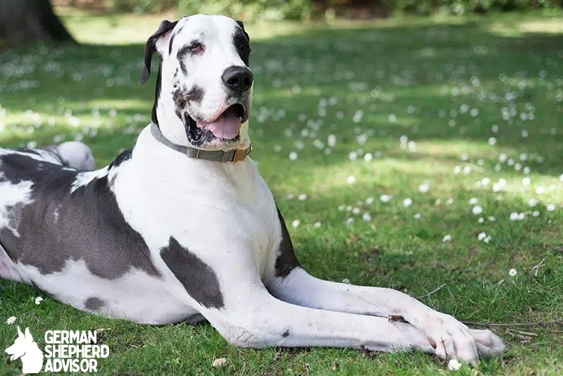 Do Great Danes Shed