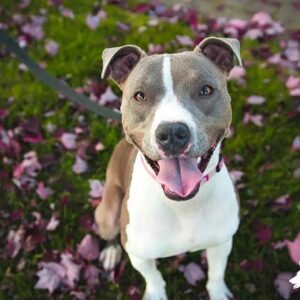 Do Pitbulls Shed Everything You Need to Know