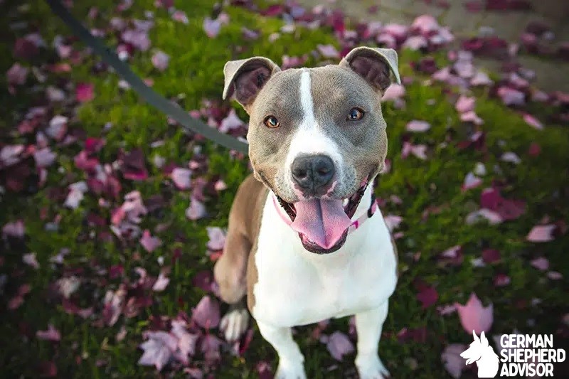 Do Pitbulls Shed Everything You Need to Know