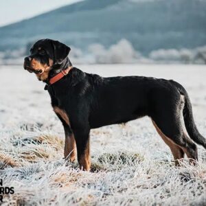 Do Rottweilers Shed