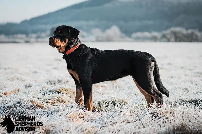 Do Rottweilers Shed