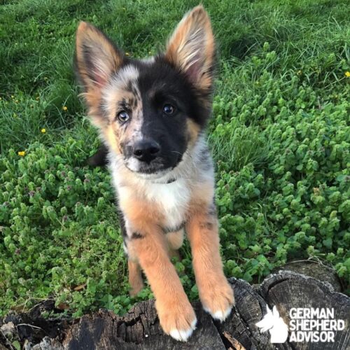 German Shepherd Australian Shepherd Mix