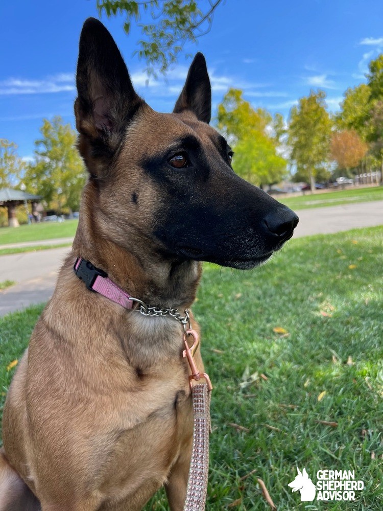 German Shepherd Belgian Malinois Mix