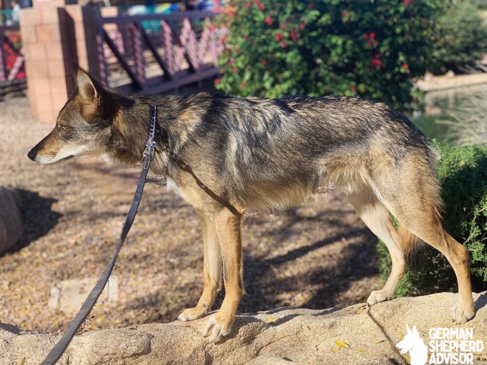 German Shepherd Coyote mixed