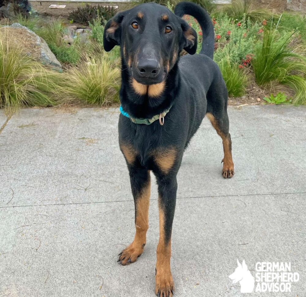 German Shepherd Doberman Mix