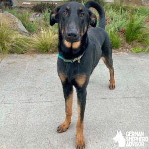 German Shepherd Doberman Mix