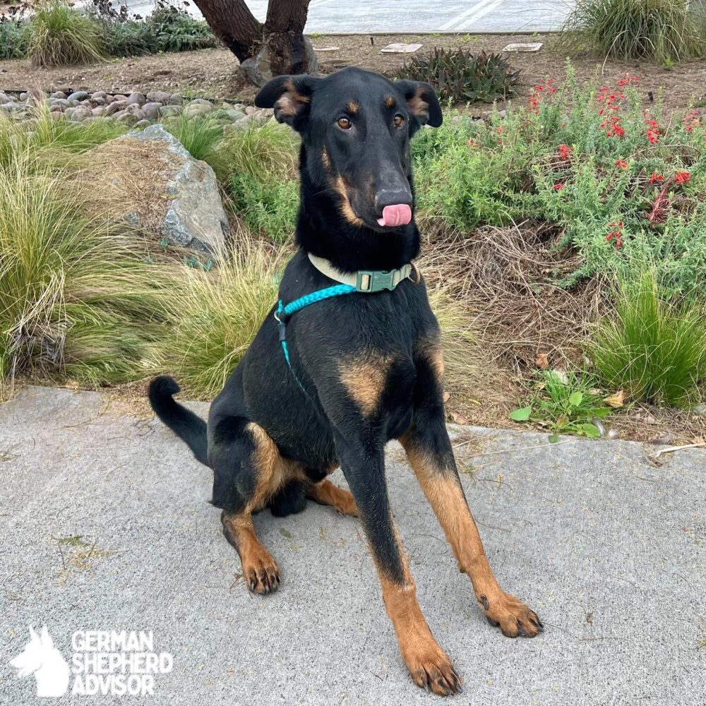 German Shepherd Doberman Mix dog photo