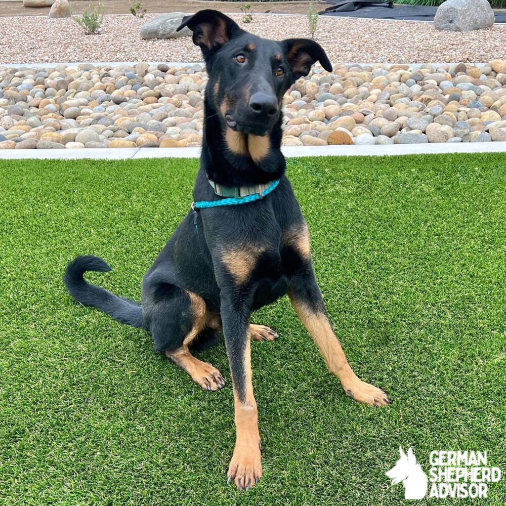 German Shepherd Doberman Mix dog photo in lawn