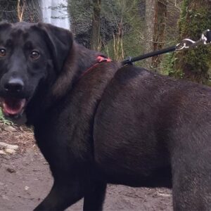 German Shepherd Lab Mix