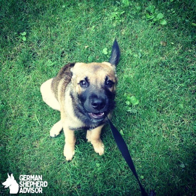 German Shepherd Lab Mix Puppy