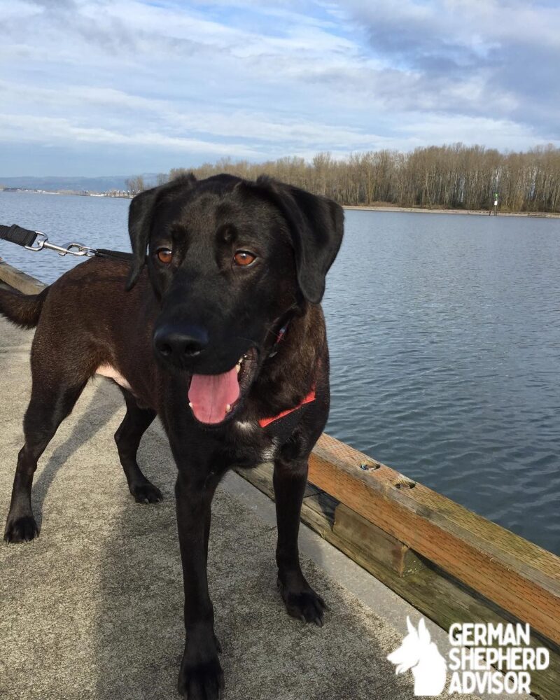 Black Lab German Shepherd Mix dog