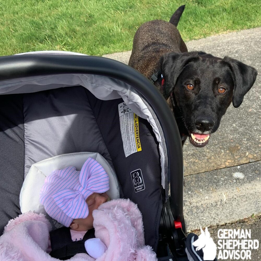 German Shepherd Lab Mix with a children