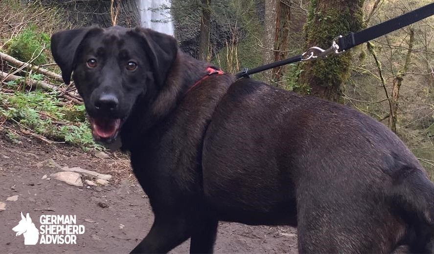 German Shepherd Lab Mix