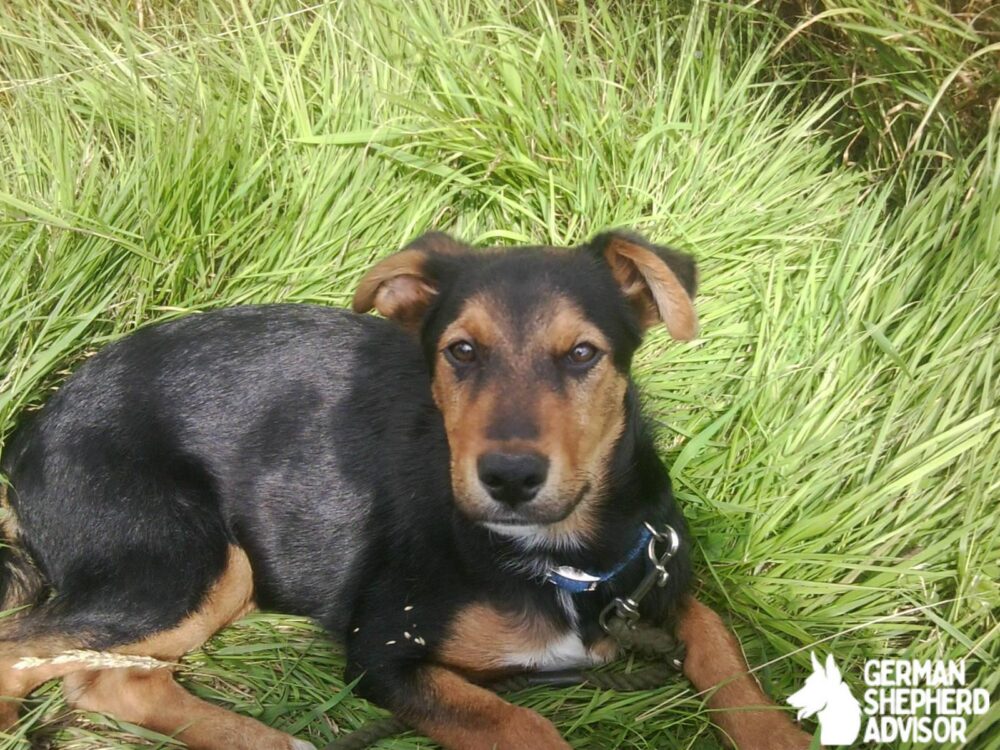 German Shepherd Rottweiler Mix3