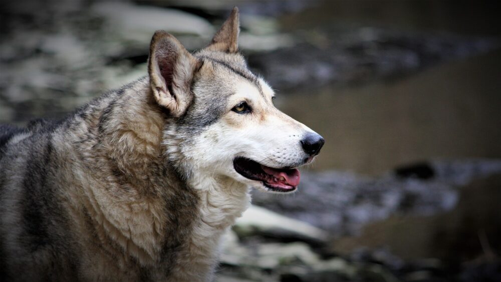 German Shepherd Wolf Mix