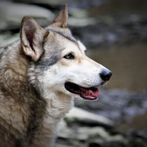 German Shepherd Wolf Mix