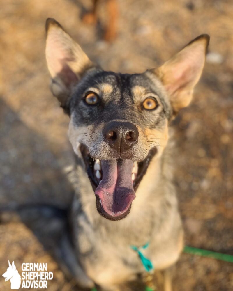 German Shepherd crossed Coyote photo