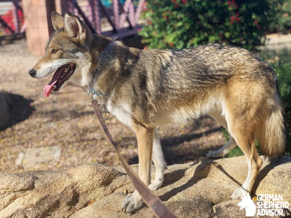 German Shepherd crossed with Coyote