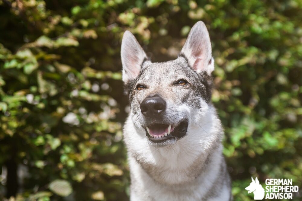 German Shepherd crossed with Wolf