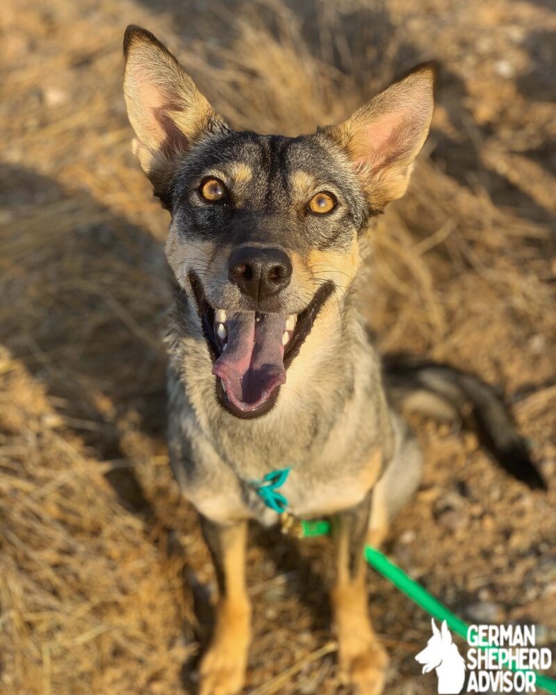 German Shepherd mixed with Coyote