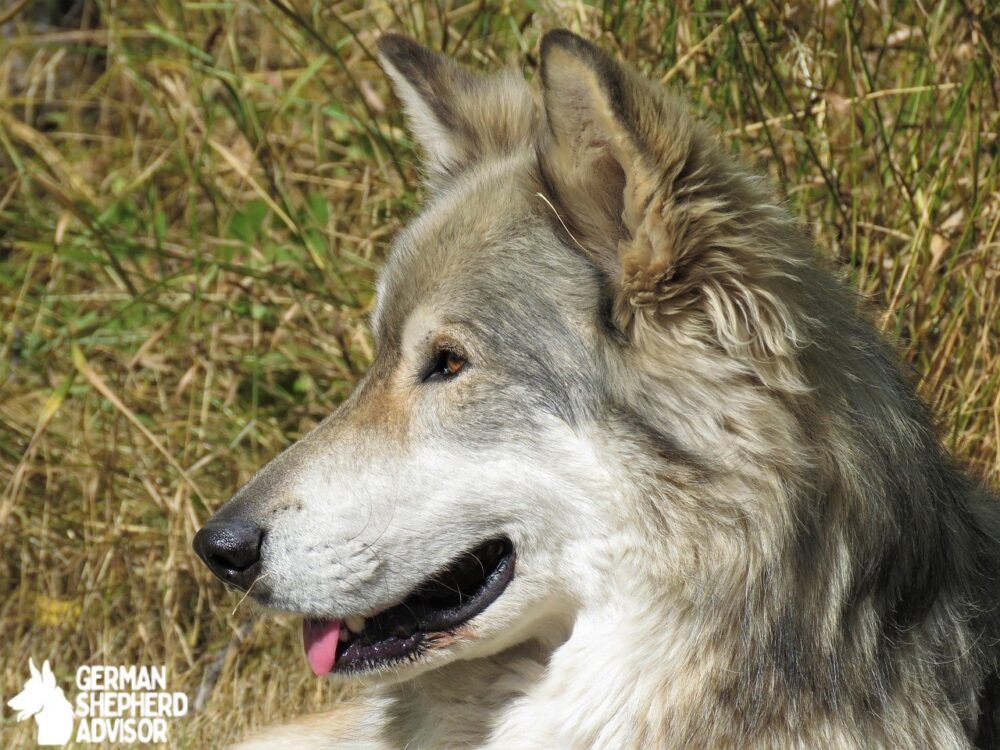 German Shepherd mixed with Wolf