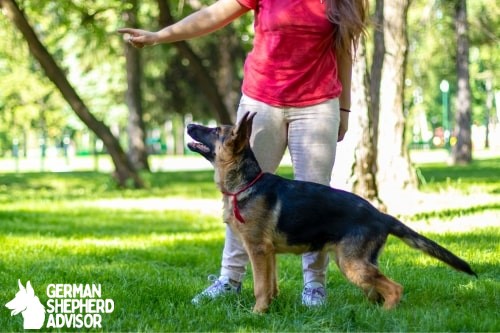 German shepherd hand signals training