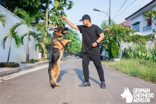 German shepherd professional training