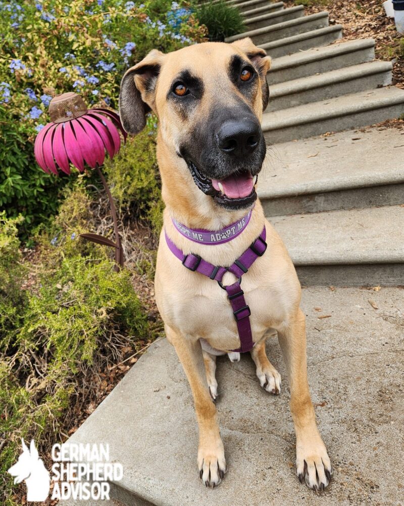 Great Dane German Shepherd mix