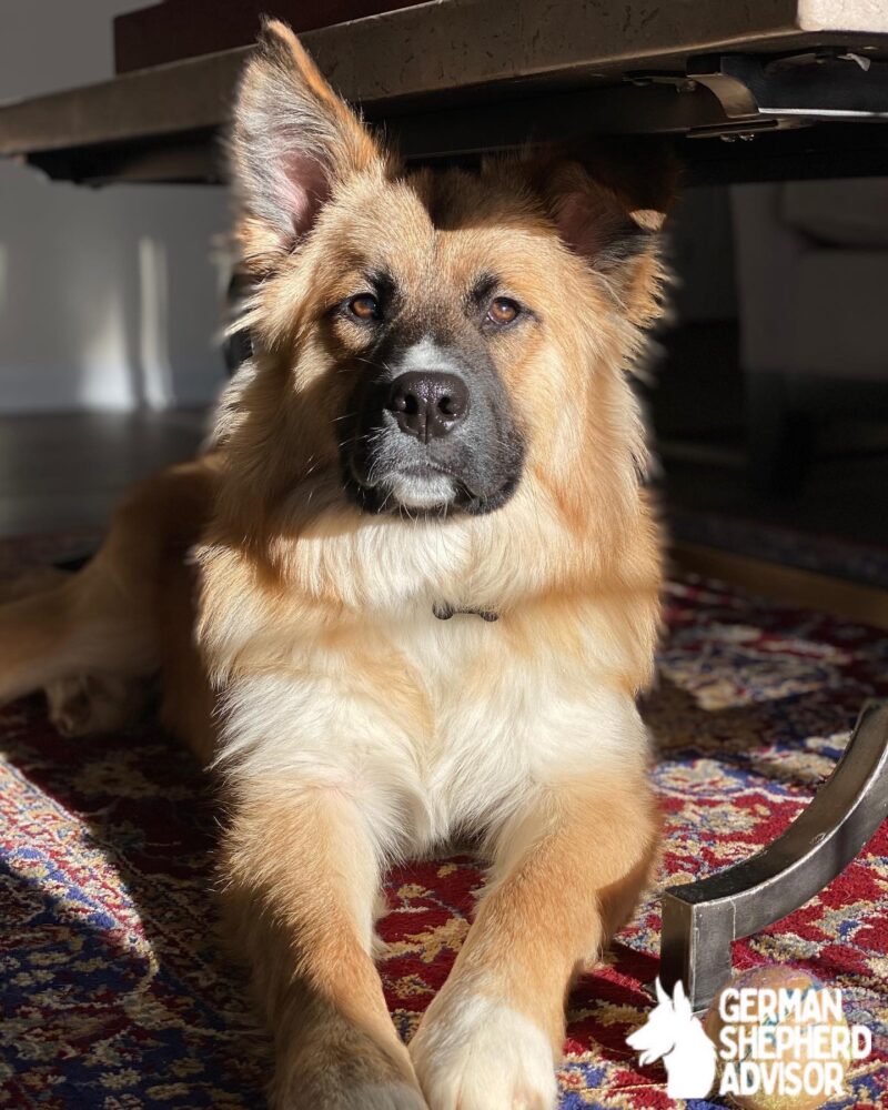 Great Pyrenees German Shepherd Mix dog sitting under the table