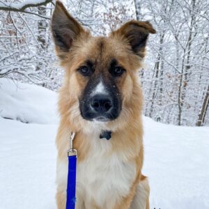 Great Pyrenees German Shepherd Mix featured image