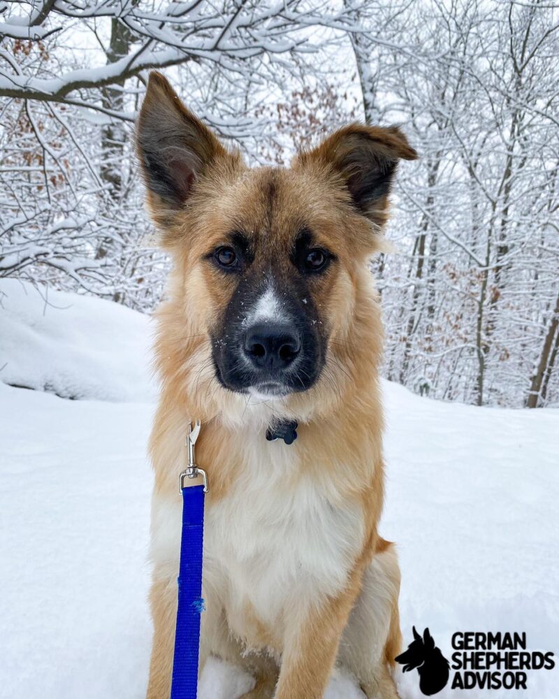 Great Pyrenees German Shepherd Mix featured image