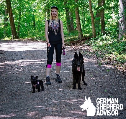 Owner teaching a German Shepherd to walk calmly on a leash