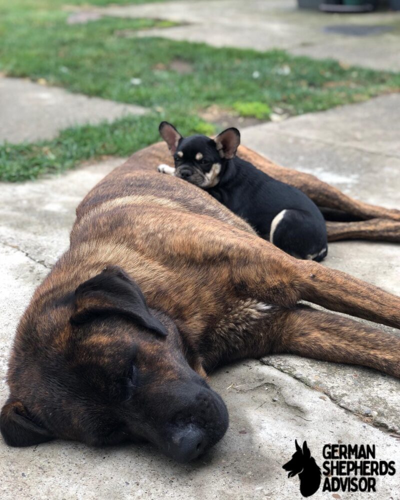 The Cane Corso German Shepherd mix good with other pets