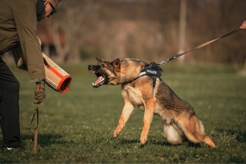 The German shepherd police dog is getting trained by a trainer