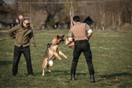 The trainer is training the German shepherd about not biting.