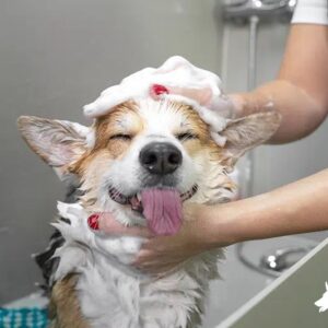 best puppy shampoos