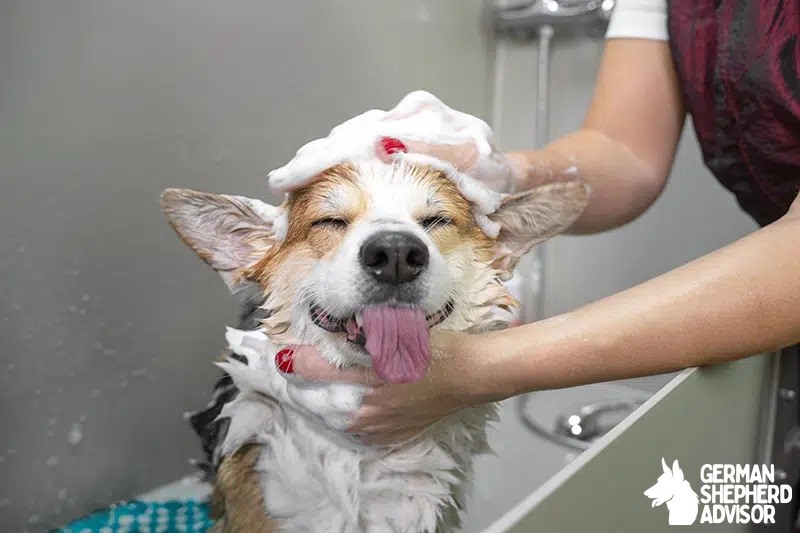 best puppy shampoos